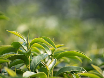Close-up of fresh green plant