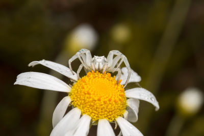 Close-up of butterfly on white flower