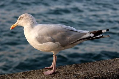 Close-up of duck on lake