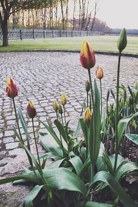 Close-up of tulips blooming in park