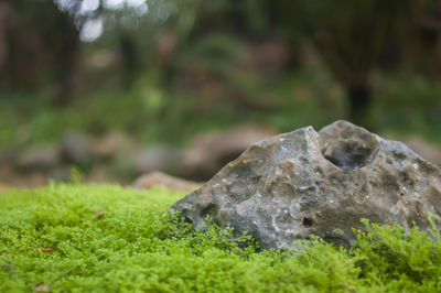 Close-up of a reptile on a field