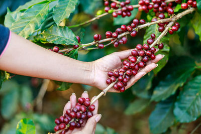 Cropped image of hand holding coffee beans 