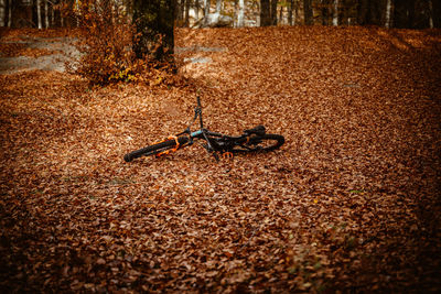 View of bicycle on footpath in park