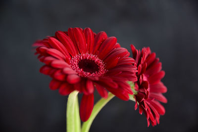 Close-up of red daisy