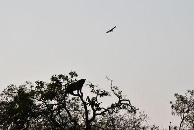 Low angle view of silhouette bird flying in sky