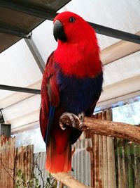 Low angle view of parrot perching on red