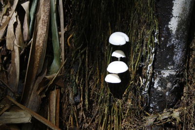 Close-up of lantern on tree trunk