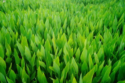 Full frame shot of crops growing on field