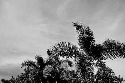 Low angle view of palm tree against sky