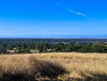 Scenic view of field against clear blue sky