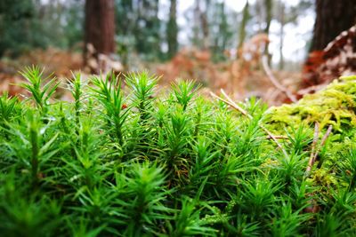 Close-up of plants growing on field