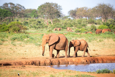 Elephant in a field