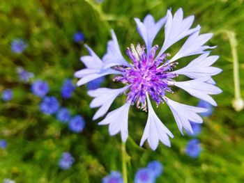 Close-up of purple flowers blooming outdoors