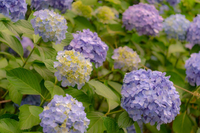 Close-up of purple hydrangea flowers in park