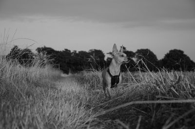 Woman with horse on field against sky