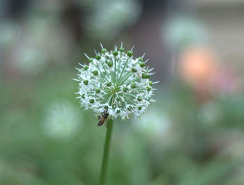 Close-up of white flowering plant