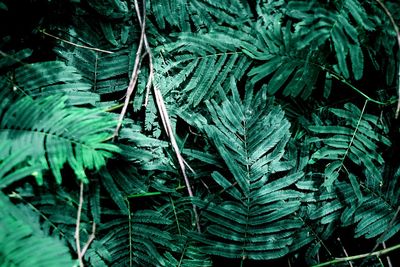 High angle view of fern leaves in forest