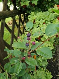 Close-up of fruit growing on tree