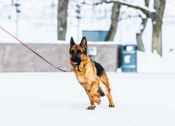 Dog running in snow