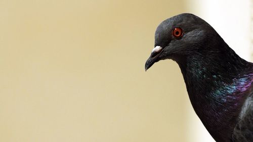 Close-up of a bird