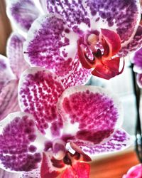 Close-up of pink orchids