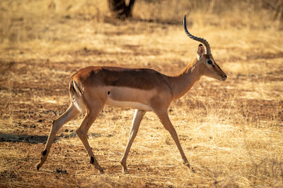Male common impala crosses grassland near tree