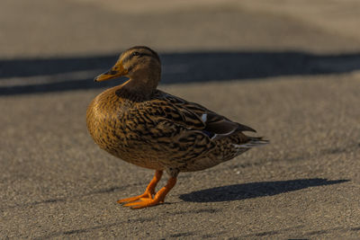 Close-up of a bird