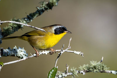 Close-up of bird perching on branch