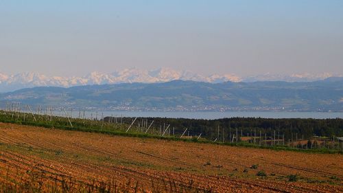Scenic view of vineyard against sky