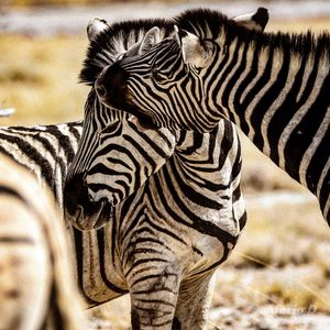 View of a zebra