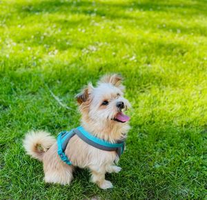 Dogs on grassy field