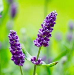 Close-up of purple flowers blooming outdoors