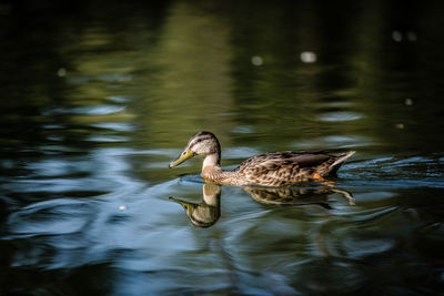 Duck swimming in lake