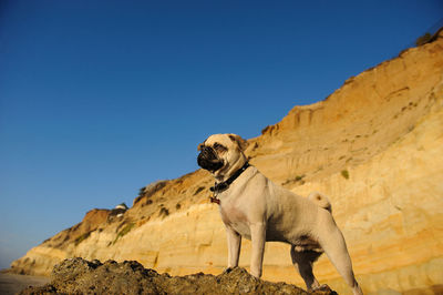 Low angle view of pug standing on rock against clear blue sky