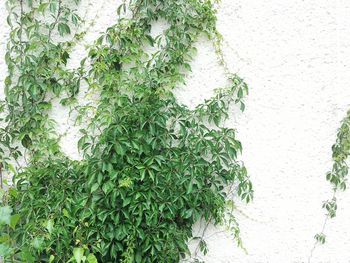 Close-up of ivy growing on tree