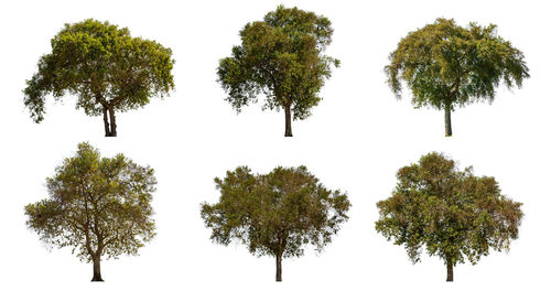 Close-up of trees against sky