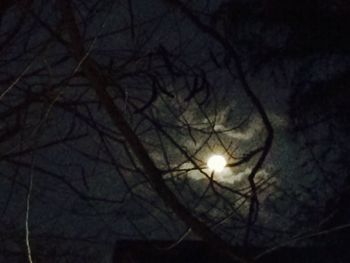 Low angle view of illuminated bare trees