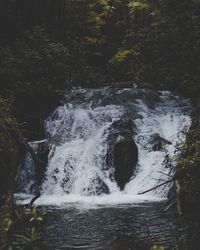 Scenic view of waterfall in forest