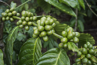 Close-up of berries growing on plant