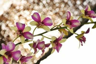 Close-up of fresh flowers blooming outdoors