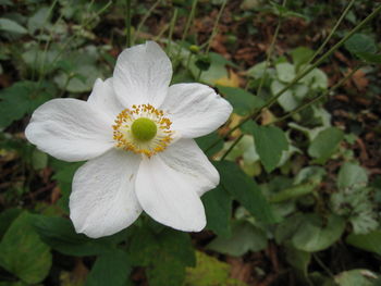 Close-up of white flower blooming outdoors