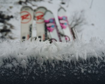 Close-up of plant against blurred background