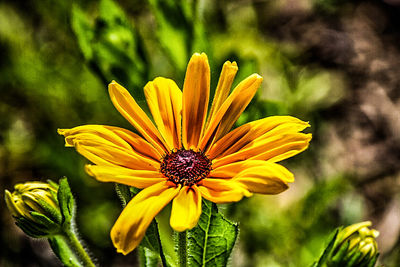 Close-up of yellow flower