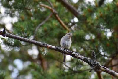 Bird perching on a tree