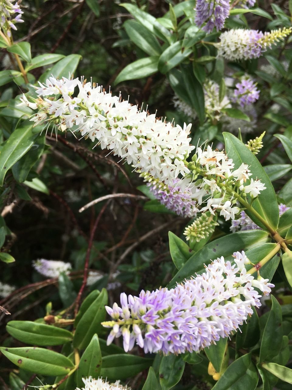 flowering plant, flower, plant, vulnerability, beauty in nature, fragility, freshness, growth, close-up, nature, leaf, plant part, day, focus on foreground, no people, petal, flower head, purple, inflorescence, green color, outdoors, springtime