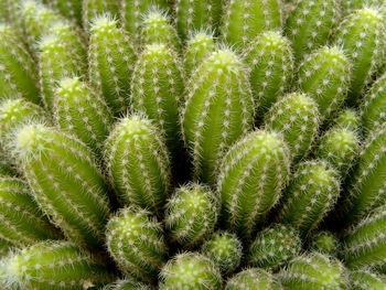 Close-up of succulent plant