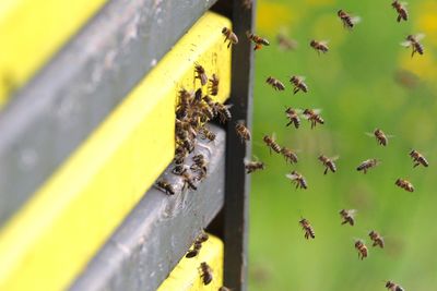 High angle view of honey bees entering beehive