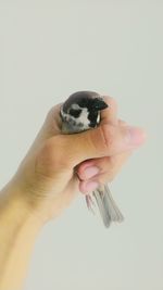 Close-up of hand holding bird over white background