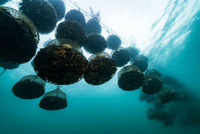 High angle view of jellyfish in sea