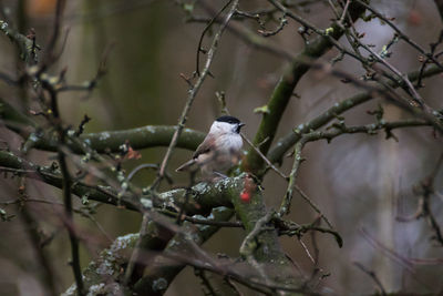 Close-up of bird perching on branch